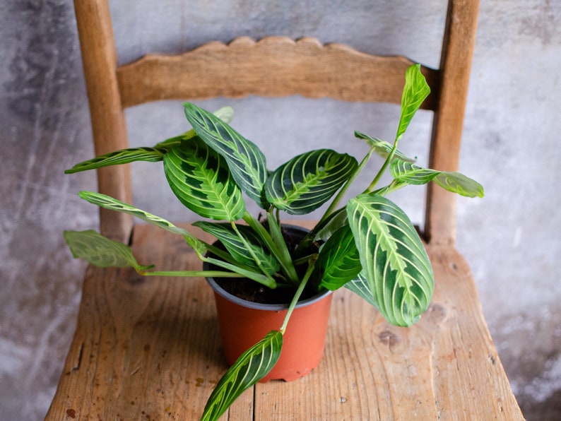 Maranta 'Lemon Lime' 12cm Topf, Zimmerpflanze, hellgrün und dunkelgrüne Blätter, gestreift, bunte Blätter, Raritäten, Pfeilwurz Bild 1