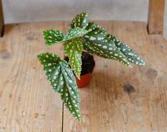 Baby Begonie Maculata 'Double Dot', Forellenbegonie, Blatt mit weißen Punkten, Zimmerpflanze, Babypflanze, Minipflanze, Pflanzenrarität