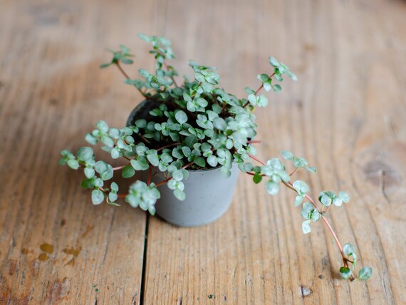 Baby Pilea Glauca 'Greyzy' im 6cm Topf, Zimmerpflanze, Babypflanze,  urbanjungle, graue Bltter, Pflanzenraritten, Hngepflanze, Rankpflanze -  Etsy.de