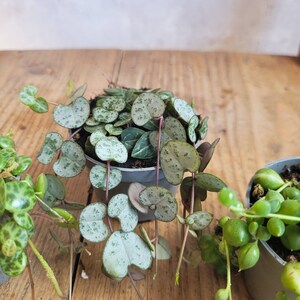 3er Set String of hearts, String of Turtles und String of Pearls, Sukkulente Zimmerpflanzen, Babypflanze, Peperomia, Senecio, Ceropegia Bild 8