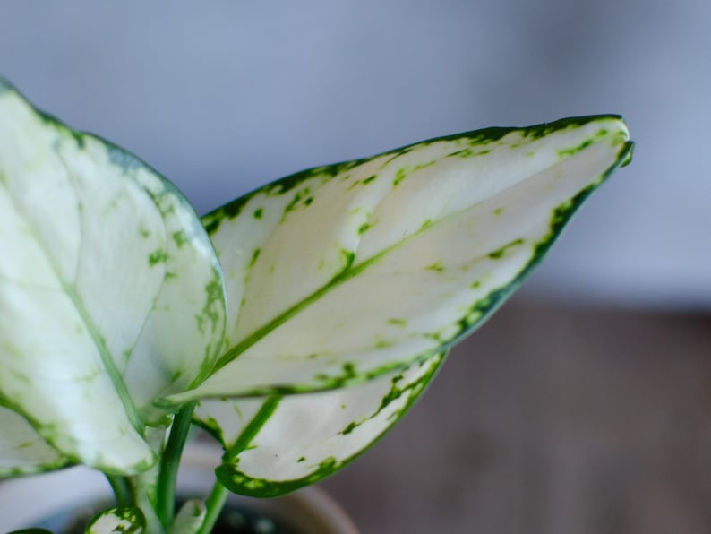 3er Set Baby Aglaonema 'White Joy', 'Red Valentine' und 'Red Dragon' 6cm Topf, Zimmerpflanzen, Babypflanzen, Kolbenfaden, urbanjungle Bild 4