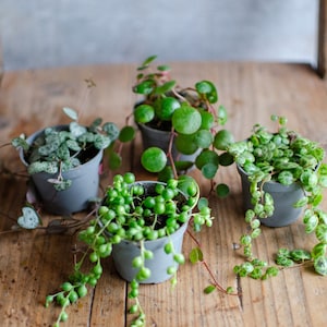 4-er Set String of hearts, String of Turtles, String of Pearls, String of Coins, Zimmerpflanzen, Babypflanze, Peperomia, Senecio, Ceropegia