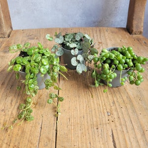 3er Set String of hearts, String of Turtles und String of Pearls, Sukkulente Zimmerpflanzen, Babypflanze, Peperomia, Senecio, Ceropegia