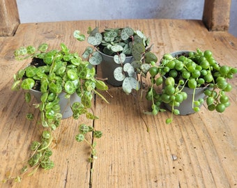 3er Set String of hearts, String of Turtles und String of Pearls, Sukkulente Zimmerpflanzen, Babypflanze, Peperomia, Senecio, Ceropegia