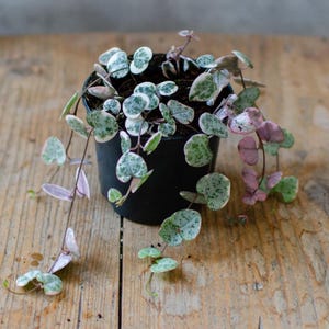 Può includere: Una pianta rampicante in vaso con foglie a forma di cuore. Le foglie sono verdi con macchie bianche e alcune sono rosa.