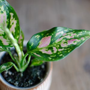 3er Set Baby Aglaonema 'White Joy', 'Red Valentine' und 'Red Dragon