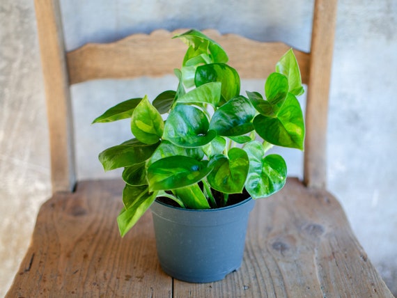 Buy Efeutute 'global Green', Epipremnum Pinnatum, Panaschierte Bltter,  Grne Panaschierung, Besondere Zimmerpflanzen, Hngepflanze, Gefleckt  Online in India - Etsy