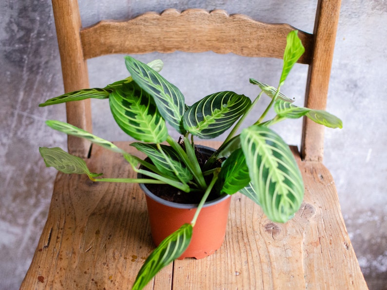 Maranta 'Lemon Lime' 12cm Topf, Zimmerpflanze, hellgrün und dunkelgrüne Blätter, gestreift, bunte Blätter, Raritäten, Pfeilwurz Bild 2