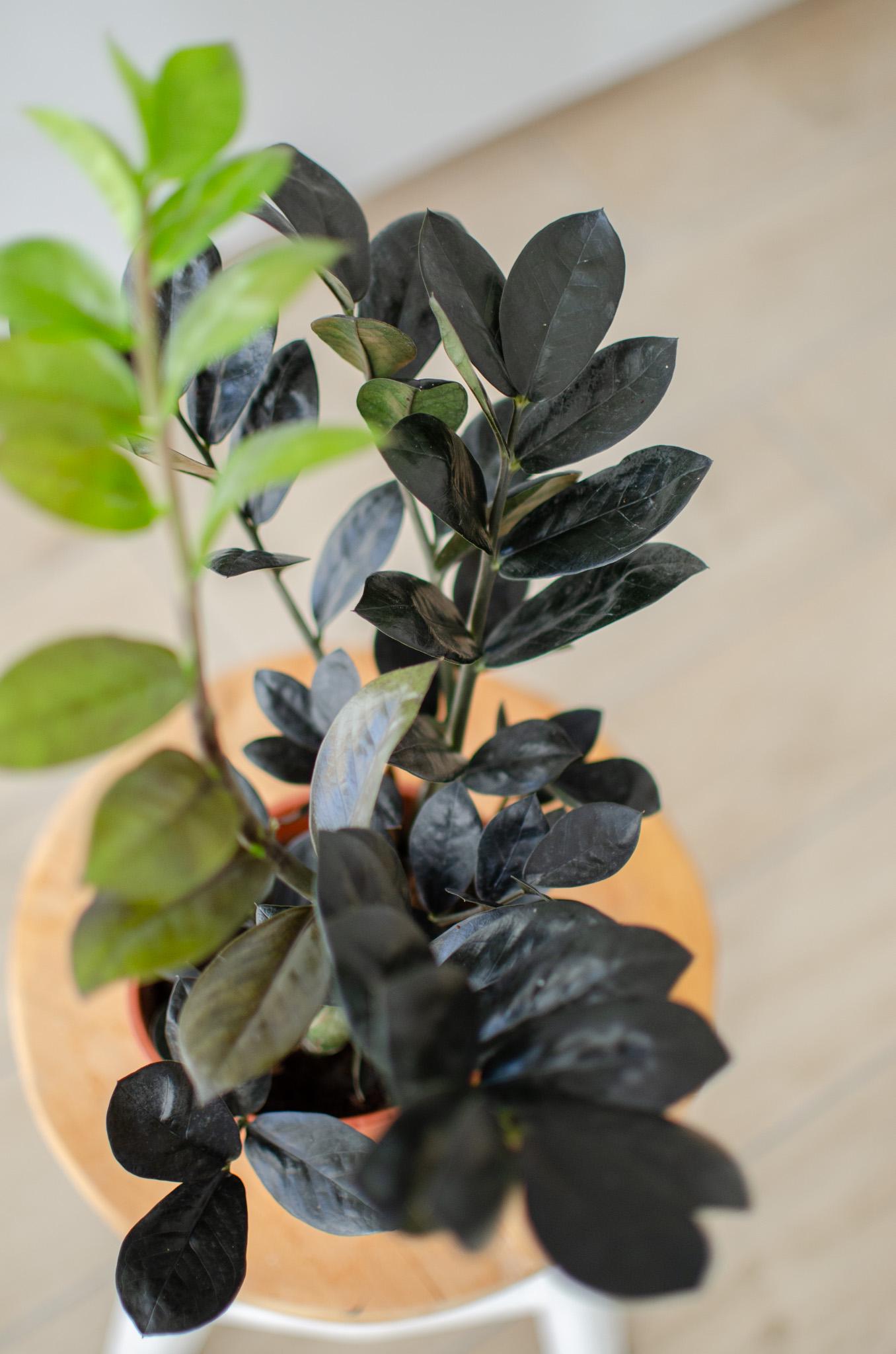 blühen gummibäume Eucalyptus Globulus Blumensamen (Tasmanischer Blauer Gummibaum) – Pure Asia  Seeds