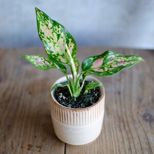 3er Set Baby Aglaonema 'White Joy', 'Red Valentine' und 'Red Dragon
