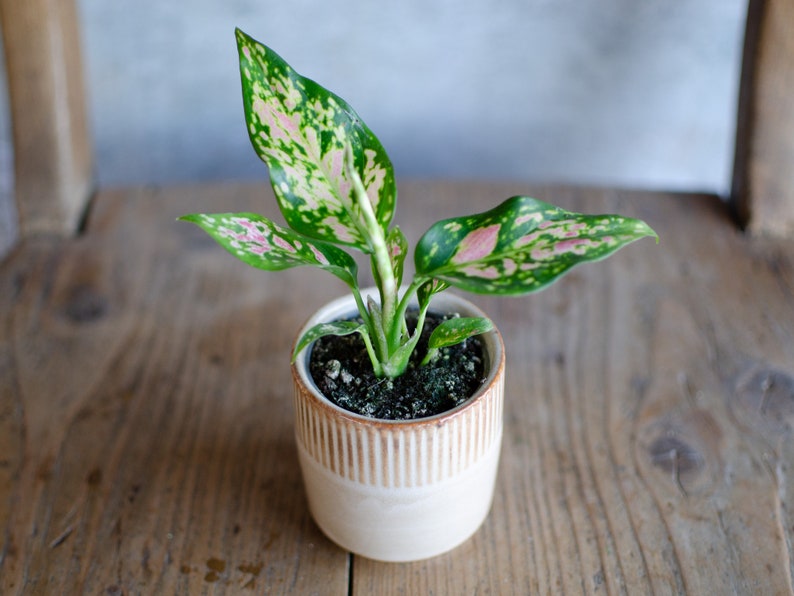 3er Set Baby Aglaonema 'White Joy', 'Red Valentine' und 'Red Dragon' 6cm Topf, Zimmerpflanzen, Babypflanzen, Kolbenfaden, urbanjungle 'Red Valentine'