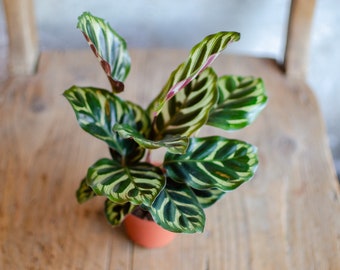 Baby Calathea 'Makoyana', 8cm Topf, Zimmerpflanze, Babypflanze, grau-grüne-lila Blätter, gestreift, bunte Blätter, Raritäten,Korbmarante