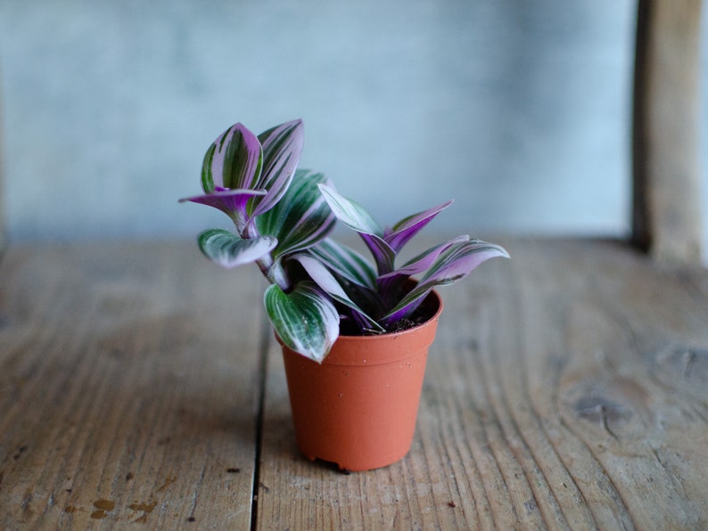 Baby Tradescantia 'Nanouk', Dreimasterblume, pink, rosa, grüne Blätter, 6cm Topf, Zimmerpflanze, Babypflanze, Minipflanze, Raritäten Bild 4