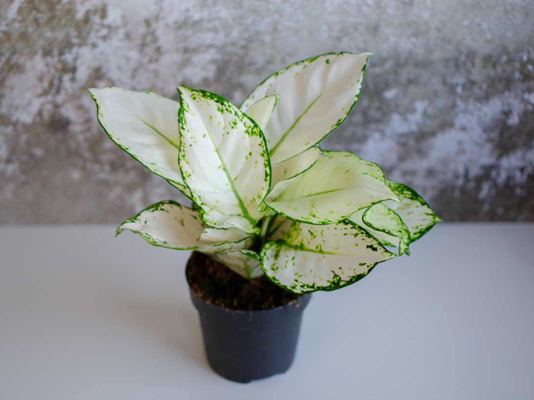 Aglaonema 'White Joy', Kolbenfaden, Größe M, 12cm Topf, Weißes Laub