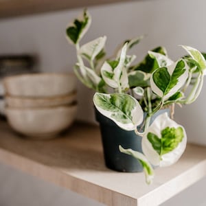 Efeutute 'N'Joy', Epipremnum pinnatum, panaschierte Blätter, weiß-grüne Blätter, besondere Zimmerpflanzen, Zimmerpflanze, besonderes Laub Bild 4