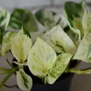 Efeutute 'Manjula', happy Leaf, Epipremnum pinnatum, panaschierte