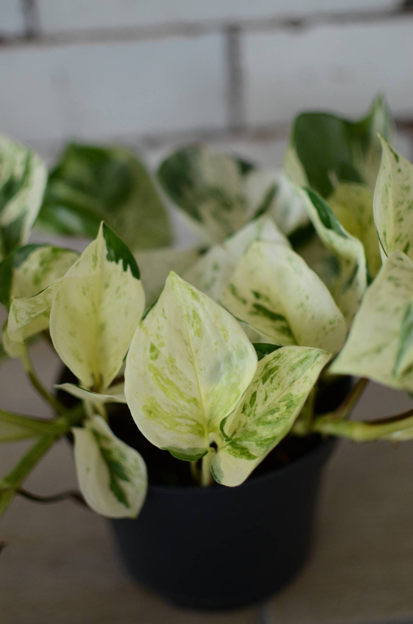 hedera colchica dentata variegata Hecke am laufenden Meter® - Hedera colchica 'Dentata Variegata'