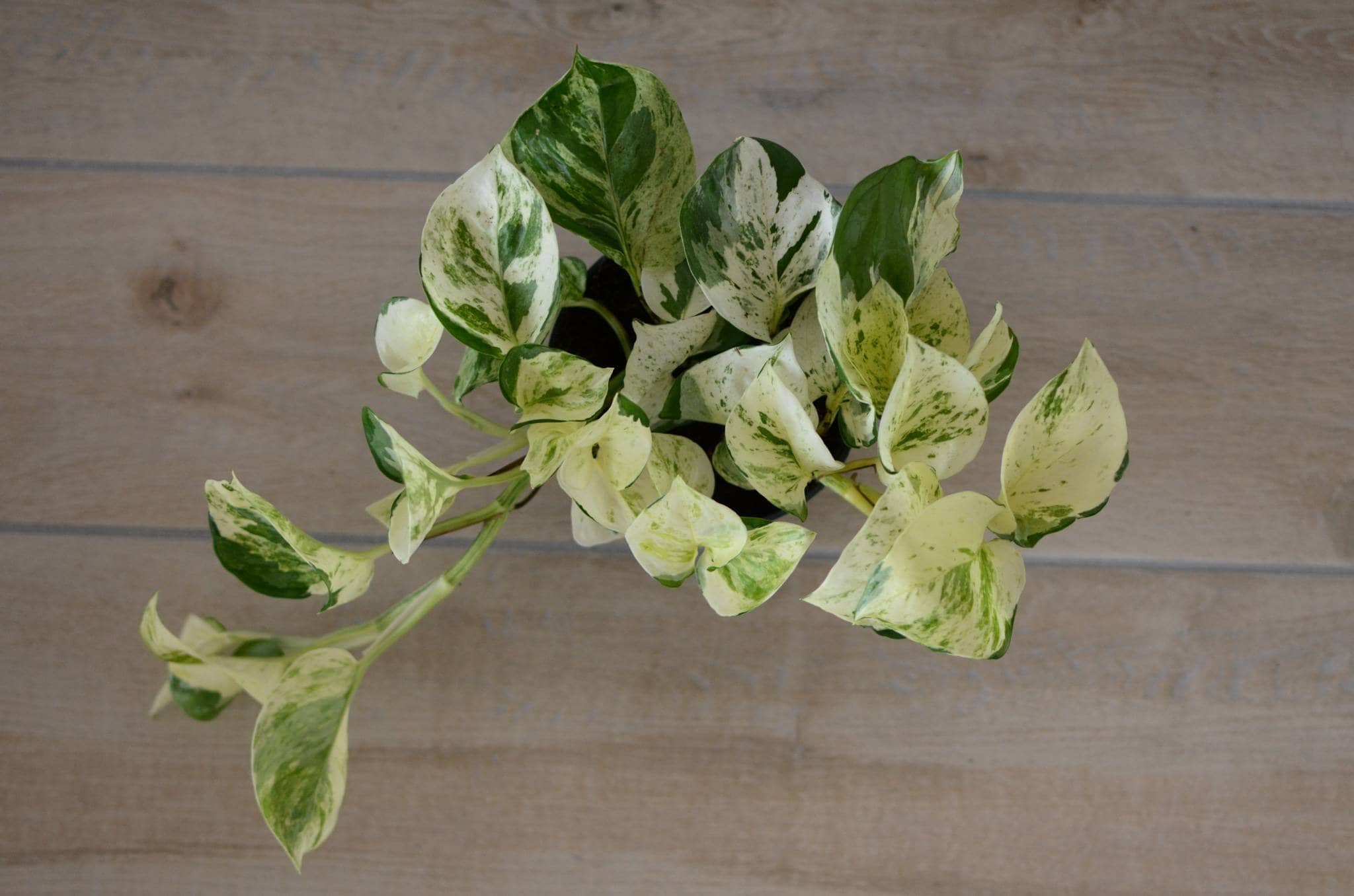 Efeutute 'Manjula' happy Leaf Epipremnum pinnatum Etsy.de