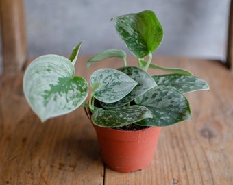 Baby Scindapsus 'Silvey Ann' mit silbrig-grauen Blättern, 8cm Topf Rankpflanze, Kletterpflanzen, Zimmerpflanze, gefleckte Efeutute,Raritäten