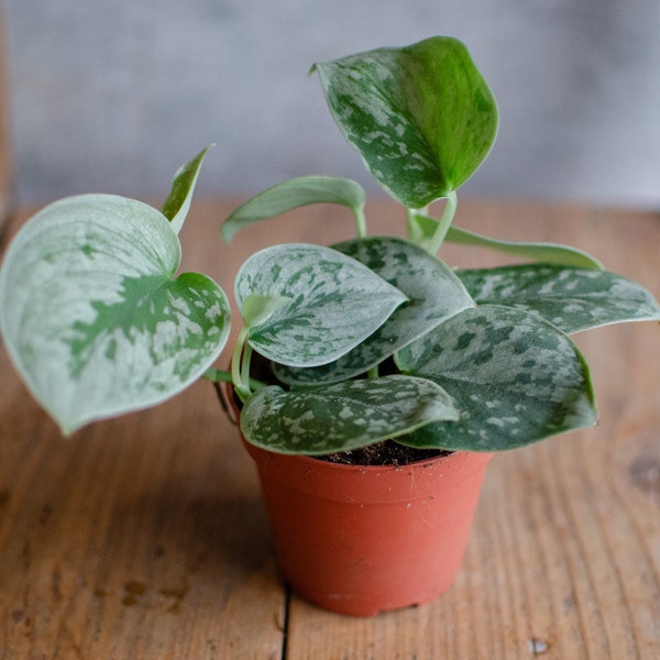 Baby Scindapsus 'Silvey Ann' mit silbrig-grauen Blättern, 8cm Topf Rankpflanze, Kletterpflanzen, Zimmerpflanze, gefleckte Efeutute,Raritäten