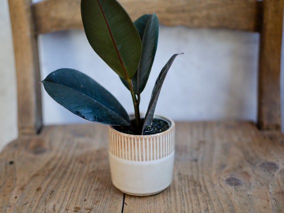 Baby Ficus elastica 'Robusta', Gummibaum, Zimmerpflanze, urban jungle, Mini  Pflanze, plantjunkie, 6cm Topf - Etsy.de