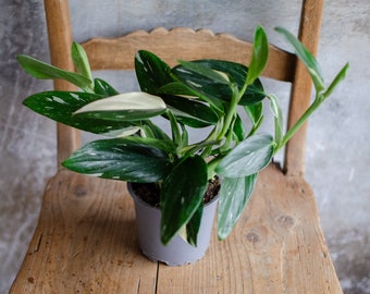 Monstera standleyana variegata, 12cm Topf, Hängepflanze, Rankpflanze, Kletterpflanze, grün-weiße Blätter, panaschierung, Zimmerpflanze