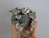 Baby Leuchterblume variegata, panaschiert, Baby Ceropegia woodii variegata,  Zimmerpflanze, String of hearts, 6cm Topf, weie Bltter - Etsy.de
