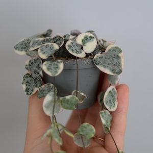 Könnte beinhalten: Eine kleine Topfpflanze mit herzförmigen Blättern. Die Blätter sind panaschiert in Grün, Weiß und Rosa.