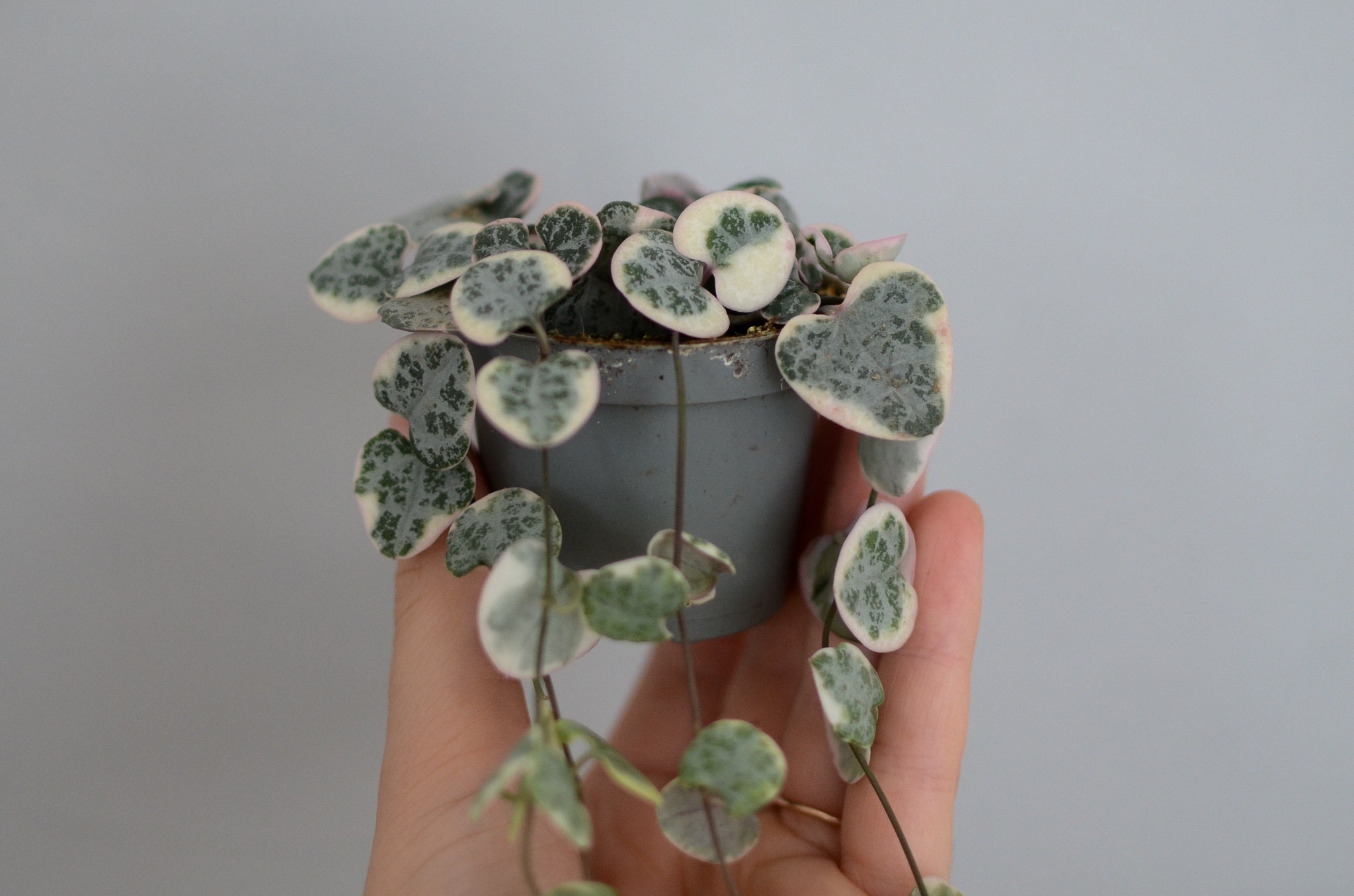 Buy Baby Leuchterblume Variegata, Panaschiert, Baby Ceropegia