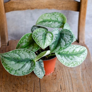 Scindapsus pictus exotica - Etsy.de
