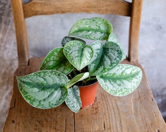 alocasia gageana aurea variegata care Alocasia gageana aurea variegata – Golden Elephant Ear main image 0