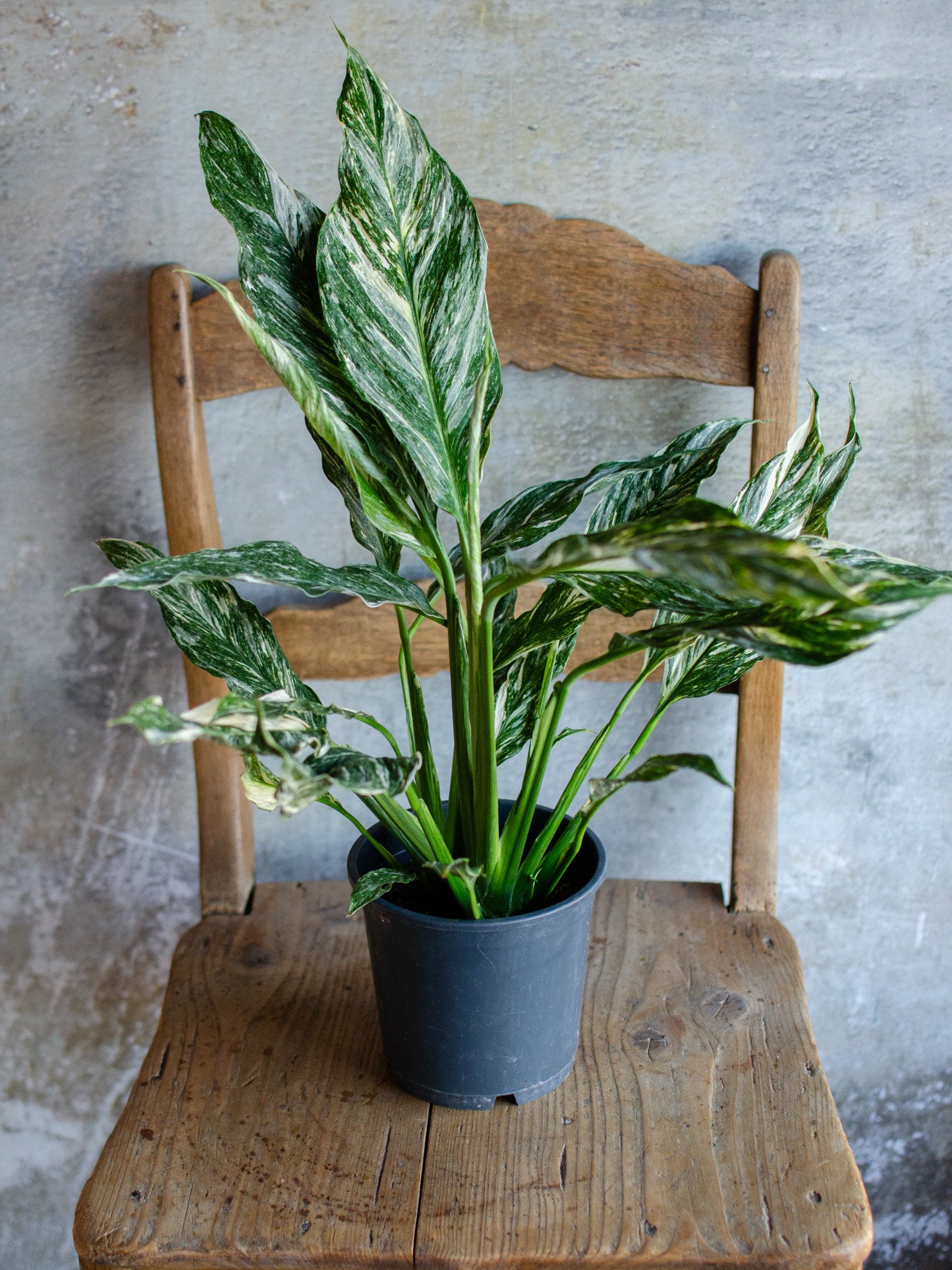 Spathiphyllum Diamond Variegata, Einblatt, Friedenslilie, Zimmerpflanze,  Urban Jungle, Groe Pflanze, Plantjunkie, Panaschiert, Marmoriert - Etsy  Canada