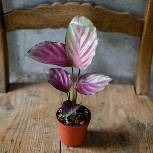 Calathea silver plate - Etsy.de
