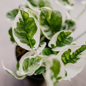 Efeutute 'N'Joy', Epipremnum pinnatum, panaschierte Blätter, weiß-grüne Blätter, besondere Zimmerpflanzen, Zimmerpflanze, besonderes Laub Bild 2
