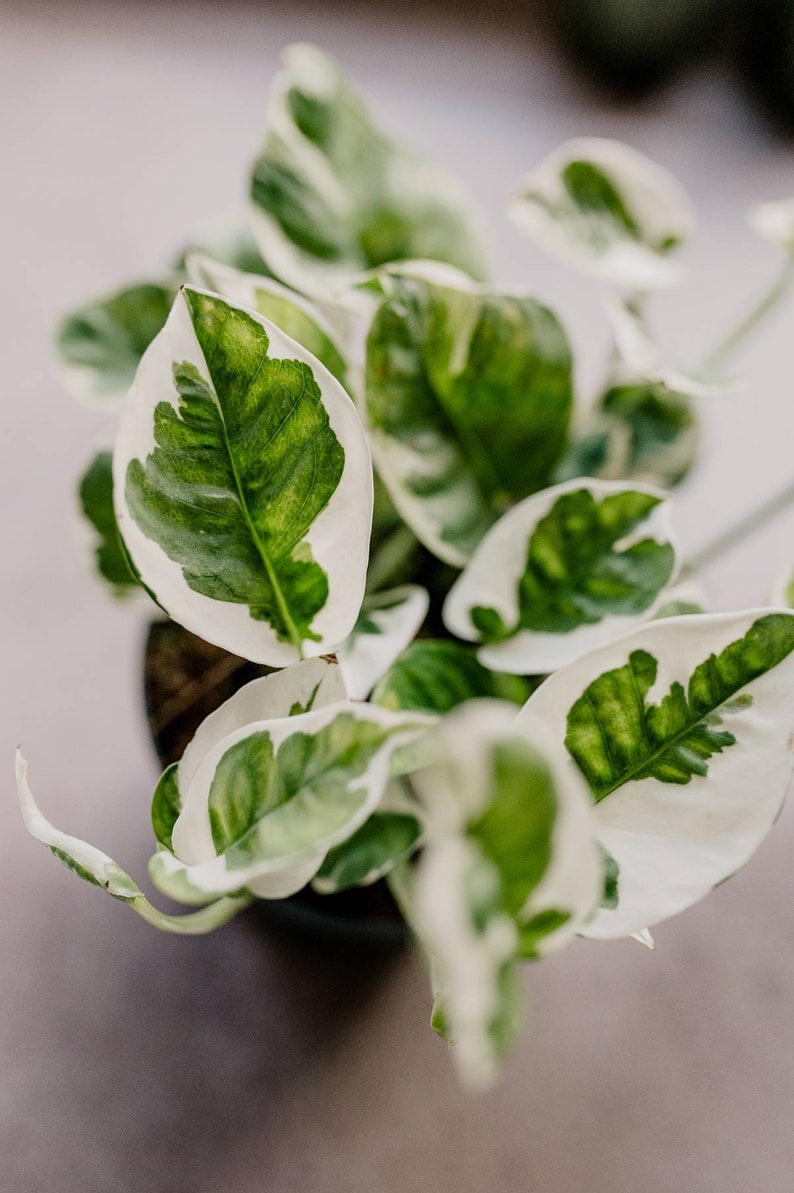 Efeutute 'N'Joy', Epipremnum pinnatum, panaschierte Blätter, weiß-grüne Blätter, besondere Zimmerpflanzen, Zimmerpflanze, besonderes Laub Bild 2
