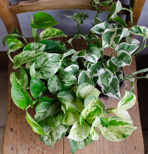 Efeutute 'Marble Queen', 12cm Topf, Epipremnum pinnatum, panaschierte  Bltter, wei-grne Bltter, besondere Zimmerpflanzen, urban jungle, -  Etsy.de