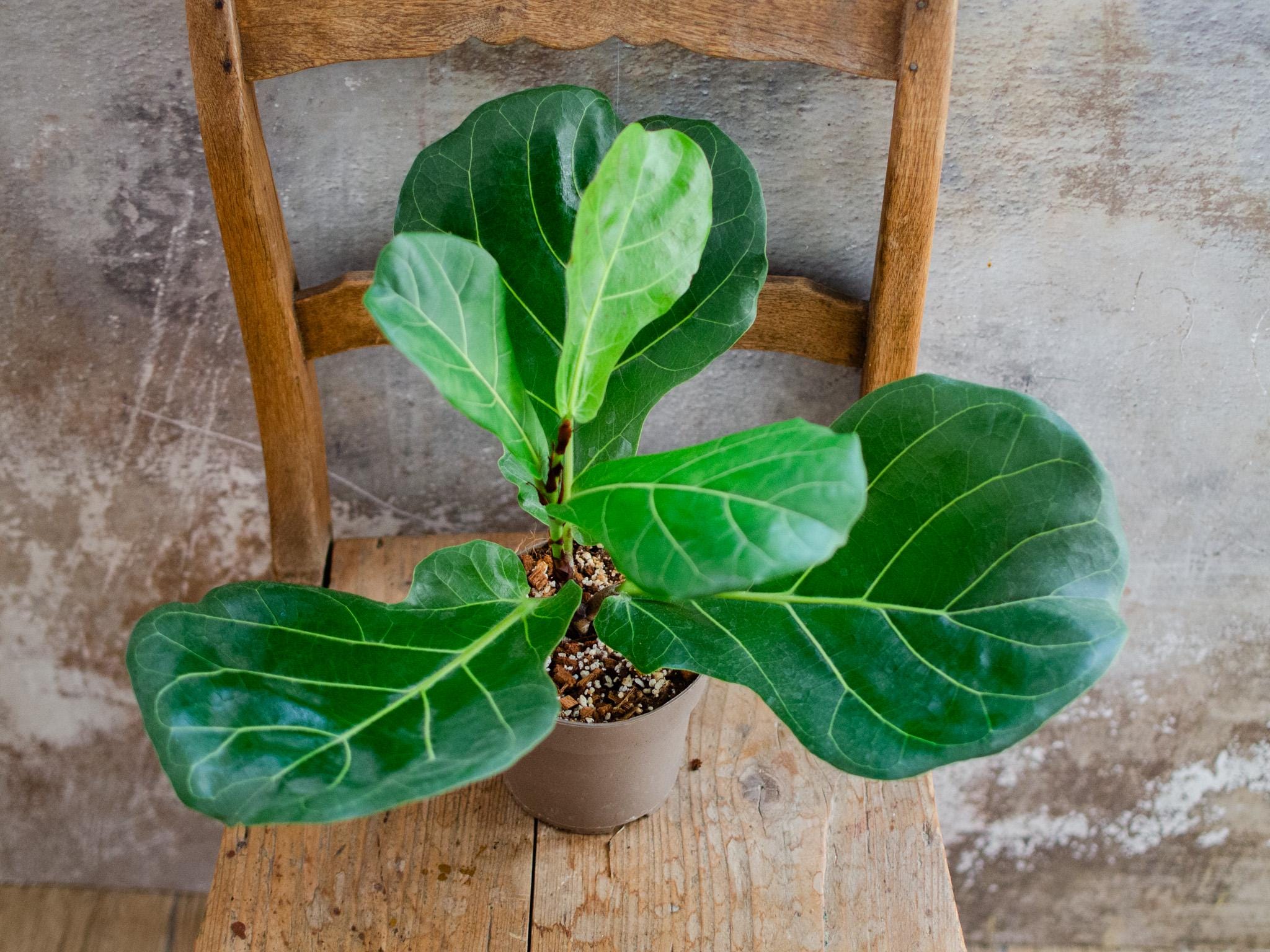 Ficus Lyrata, Geigenfeige, 12cm Topf, mittlere Zimmerpflanze, groe  Bltter, seltene Pflanze, urban jungle, Raritten, Trendpflanze - Etsy.de