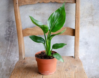 Strelitzia reginae, Strelitzie, 12cm Topf, Zimmerpflanzen, pflegeleicht, große Pflanze, pflegeleicht, Paradiesvogelblume, urbanjungle