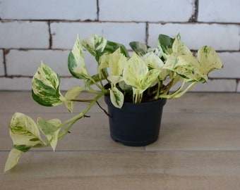 Efeutute 'Manjula', happy Leaf, Epipremnum pinnatum, panaschierte Bltter,  besondere Zimmerpflanzen, Zimmerpflanze, besonderes Laub