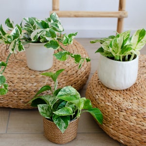 3-er Set variegierte Efeututen 'Marble Queen', 'N'Joy' und 'Manjula, Epipremnum pinnatum,weiß-grünes Laub, urbanjungle,seltene Zimmerpflanze