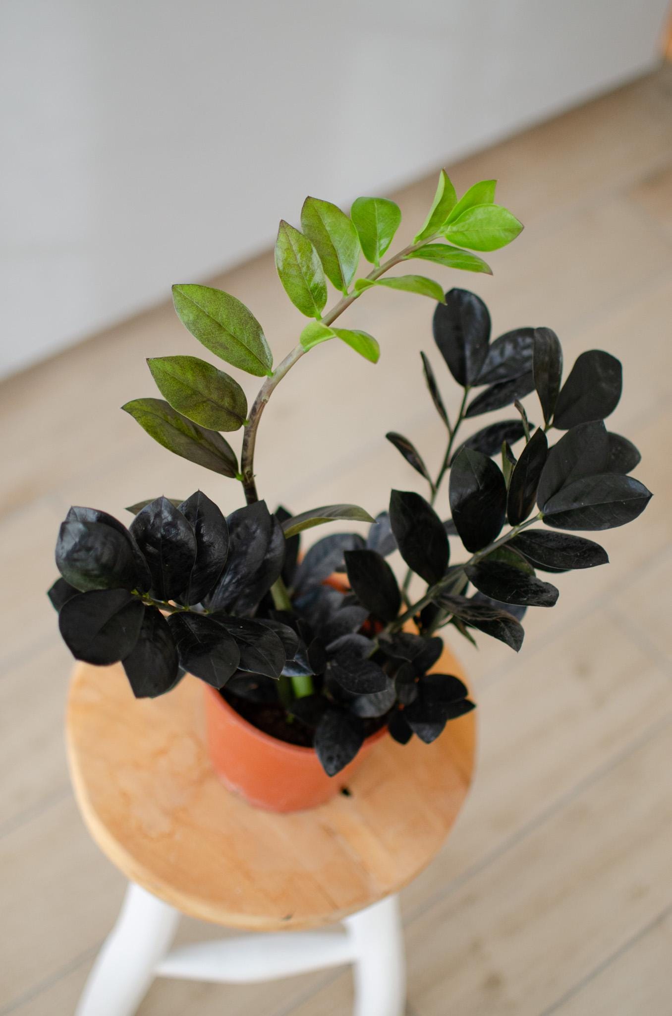 Zamioculcas Zamiifolia 'raven', Glcksfeder, 14cm Topf, Schwarze Bltter,  Zimmerpflanzen, Pflegeleicht, Besonderes Laub, Black, Urbanjungle - Etsy  Canada
