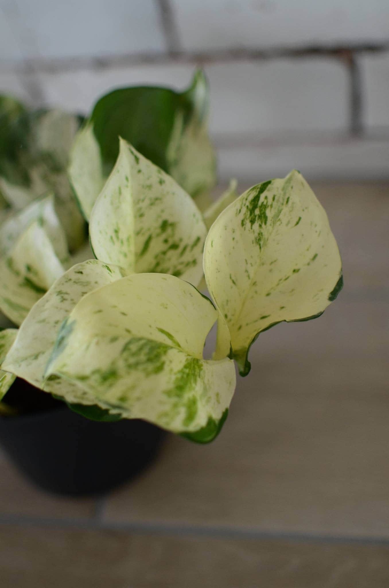 areca goldfruchtpalme Goldfruchtpalme (Dypsis Areca Lutescens)