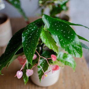 Baby Begonie, Begonia albopicta, Mini Polka Dot Begonie, Korallenbegonie ,Schiefblatt, Zimmerpflanze, Babypflanzen, Minipflanze, Punkte