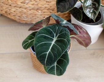 Alocasia, Alocasie 'Black Velvet', 10cm Topf, Pfeilblatt, besondere Zimmerpflanzen, urban jungle, rare plants, Topfpflanzen, Deko, zuhause