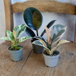 Ficus variegata - Etsy.de