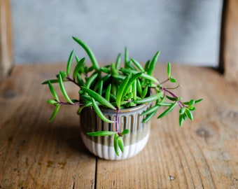 Baby Senecio Herreianus 'Purple Flush', Zimmerpflanze, Babypflanze, violette/Lila Stiele, urban jungle, Mini Pflanze, plantjunkie, 6cm Topf