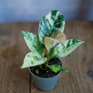 Baby Ficus elastica &#39;Schrijveriana&#39;, Gummibaum, Zimmerpflanze, urban jungle, Mini Pflanze, plantjunkie, 6cm Topf