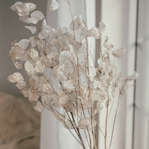 Op de afbeelding: Een boeket gedroogde, witte, papieren bloemen met delicate stelen. De bloemen zijn in een vaas gerangschikt en scherp tegen een witte achtergrond.