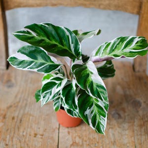 Calathea white fusion - Etsy.de