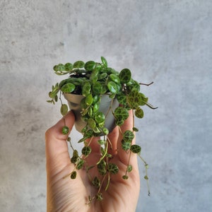 3er Set String of hearts, String of Turtles und String of Pearls, Sukkulente Zimmerpflanzen, Babypflanze, Peperomia, Senecio, Ceropegia Peperomia einzeln